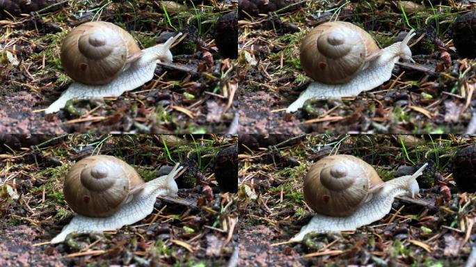 正在爬行的蜗牛特写