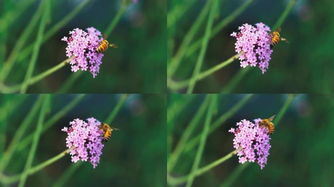 蜜蜂花蕊微距镜头