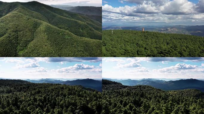 自然森林绿水青山热带雨林