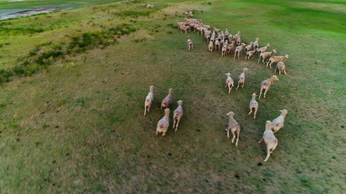 【4k】奔跑的绵羊群