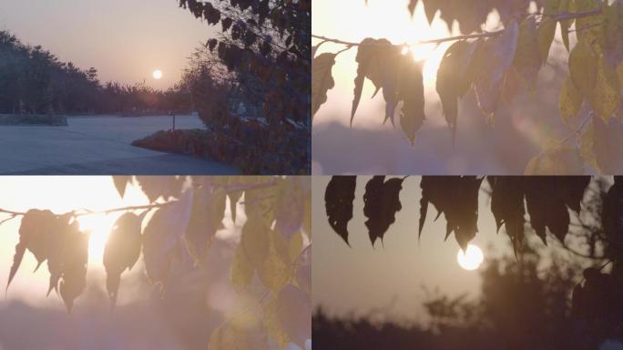 透过树叶的夕阳晨光