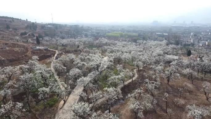 梨花盛开航拍素材