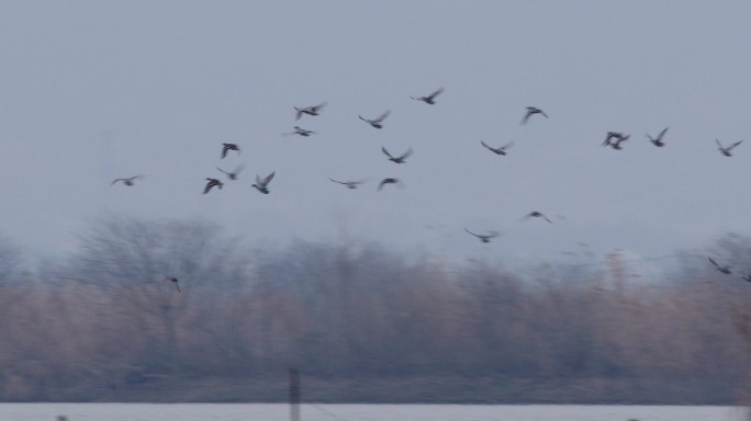 一群绿翅鸭在洞庭湖起飞【慢动作】
