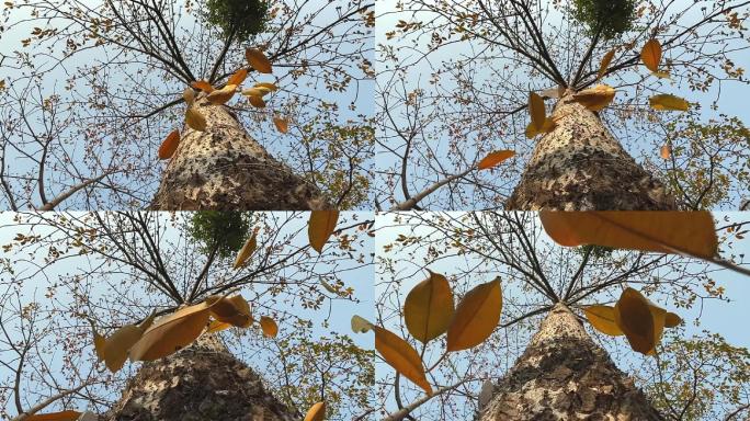 黄叶从树上落下的慢动作