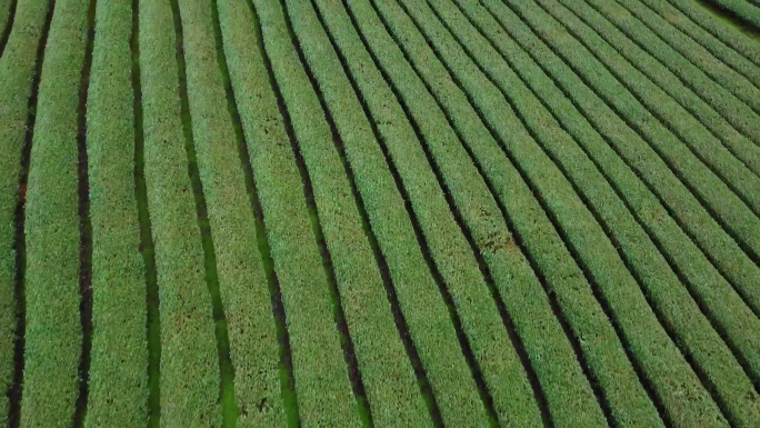 福建建州服务区后山上的茶园航拍