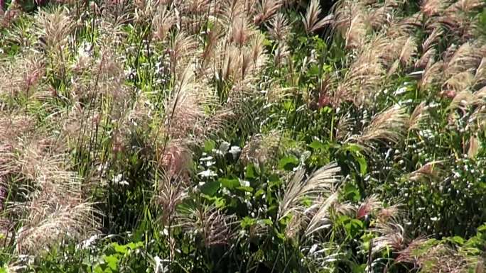 高山坡上疾风吹摇芦花