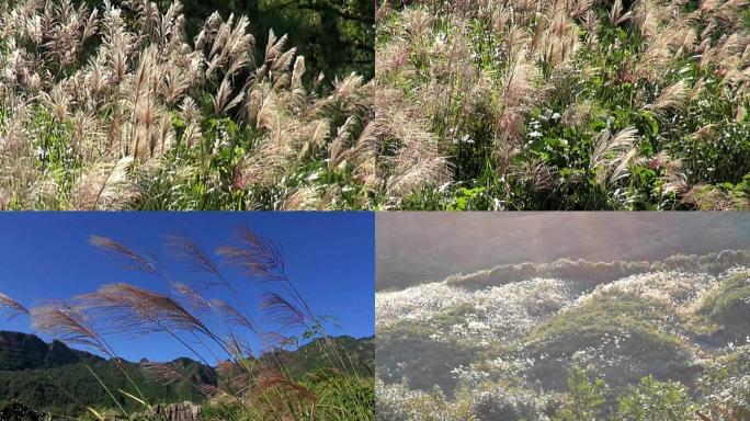 高山坡上疾风吹摇芦花