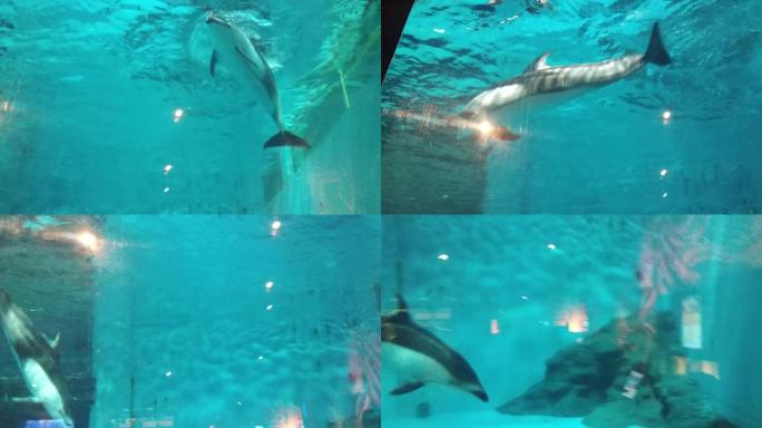 海洋馆海豚视频素材