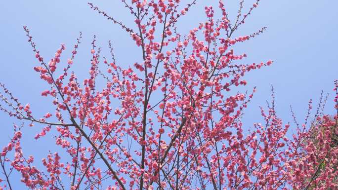 4K春暖花开 梅花