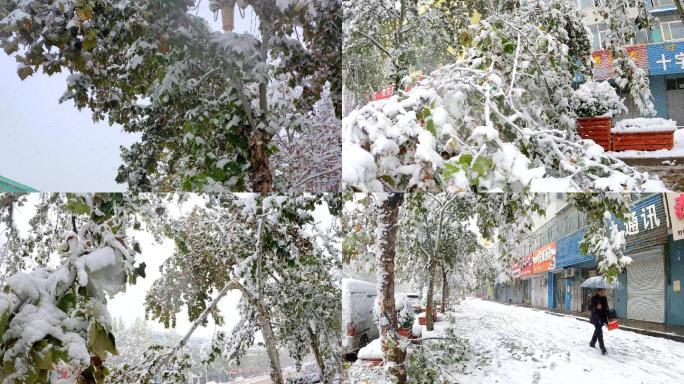 【4K】积雪压垮树木