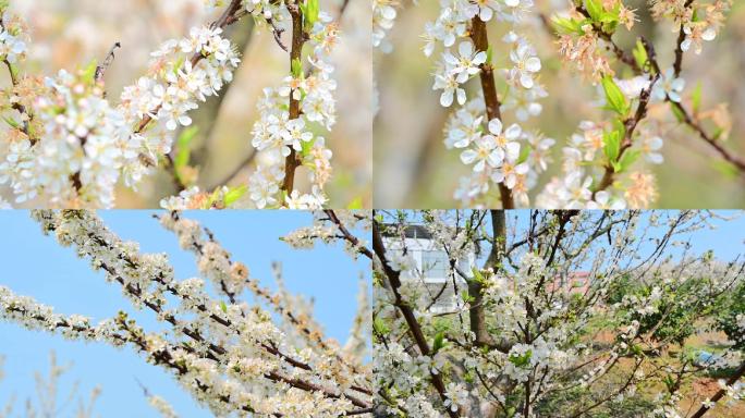 春天花开蜜蜂采蜜