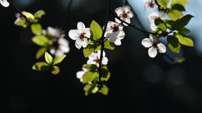 小清新春天阳光下的花朵