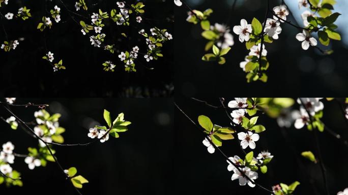 小清新春天阳光下的花朵