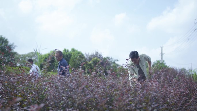 除草 养花 打农药