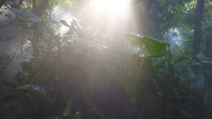 厦门植物园-热带雨林