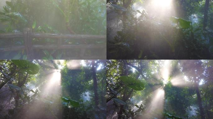 厦门植物园-热带雨林