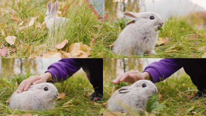 可爱的兔子