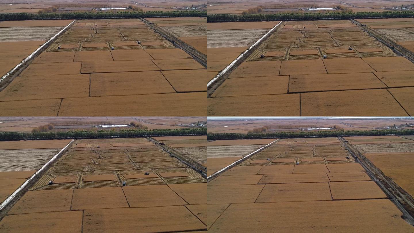 黑龙江肇源农场金色的万亩水稻拉开收割大幕