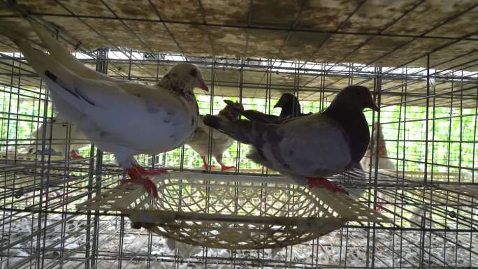 肉鸽养殖