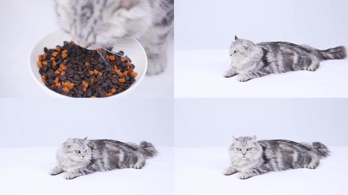 卷耳猫吃猫粮视频素材