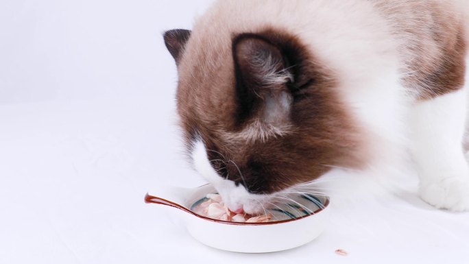 布偶猫吃罐头猫饭视频素材
