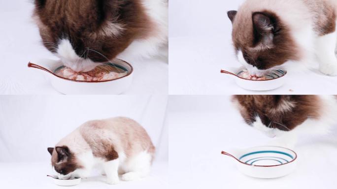 布偶猫吃罐头猫饭视频素材