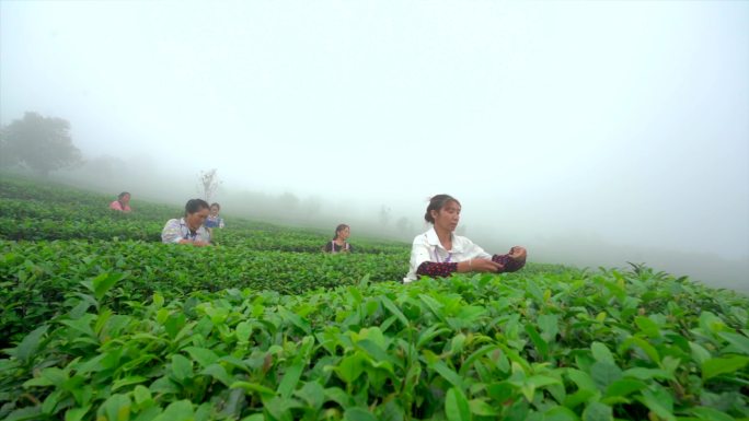 昭通盐津茶山采茶