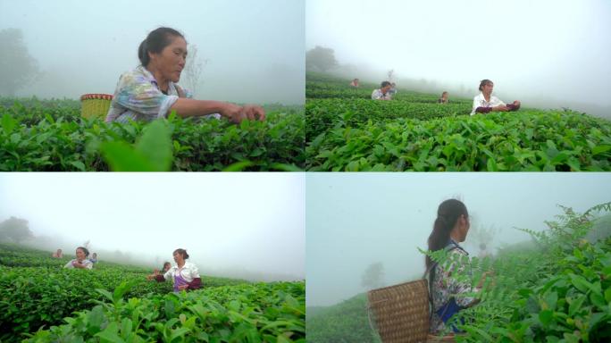 昭通盐津茶山采茶