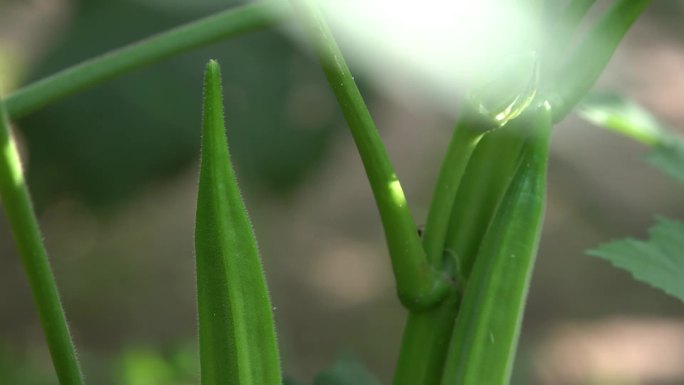 农家菜园秋葵茄子