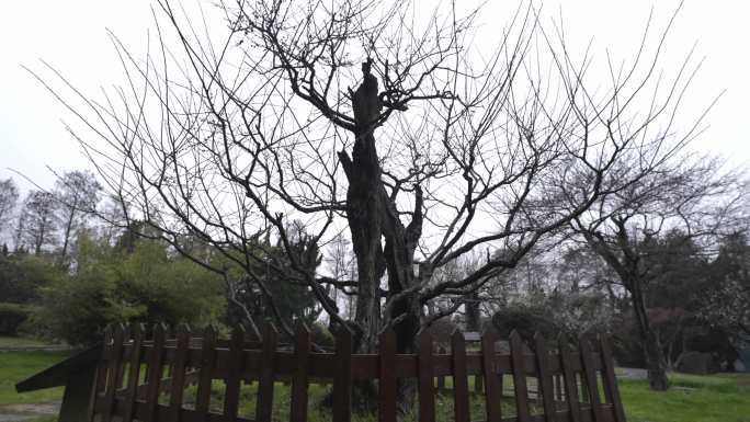 武汉东湖梅园古梅园500余年复瓣跳枝