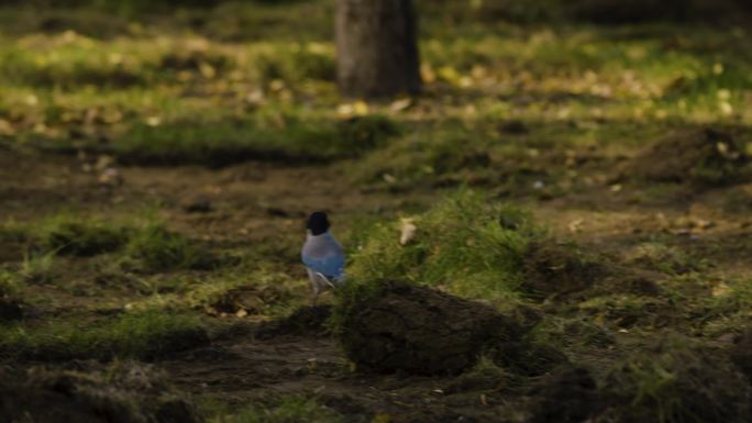 灰喜鹊 黑喜鹊 草地慢镜头升格