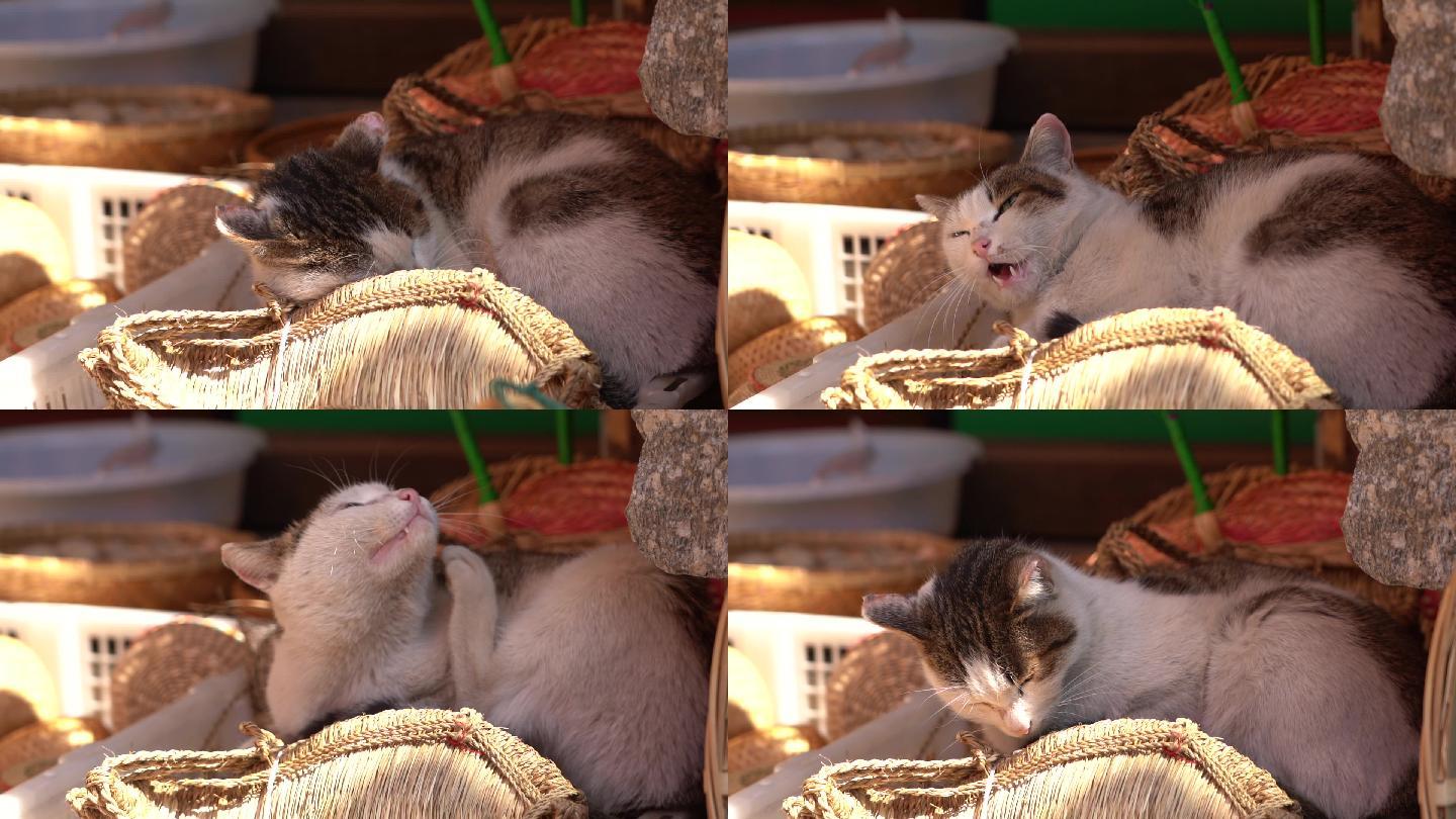 阳光下慵懒的猫咪