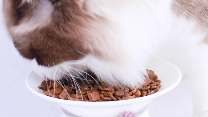布偶猫吃猫粮视频素材