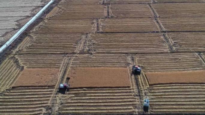 黑龙江肇源农场金色的万亩水稻拉开收割大幕