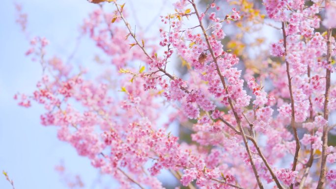 日系樱花素材