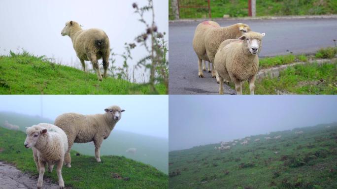 高原散养小棉羊