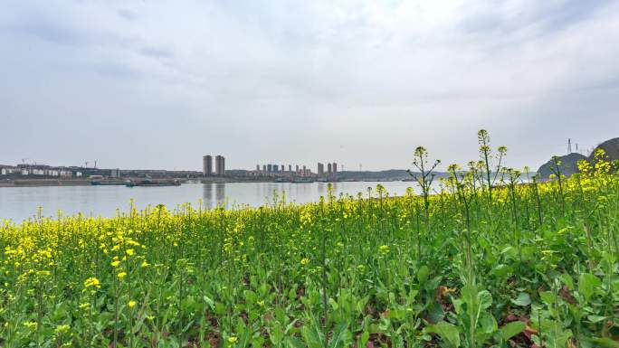 春回长江畔（3月5日）大景