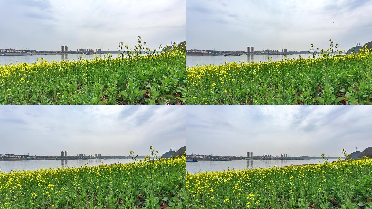 春回长江畔（3月5日）大景