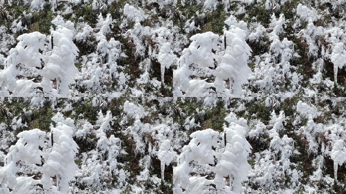 4k南宁大明山南国春雪冰凌雾凇超长时间