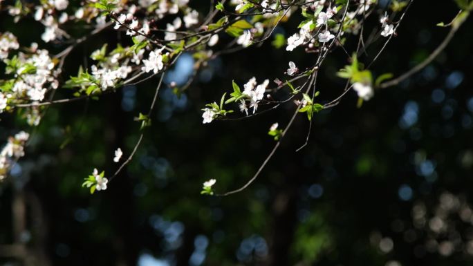 小清新春天阳光灿烂花朵