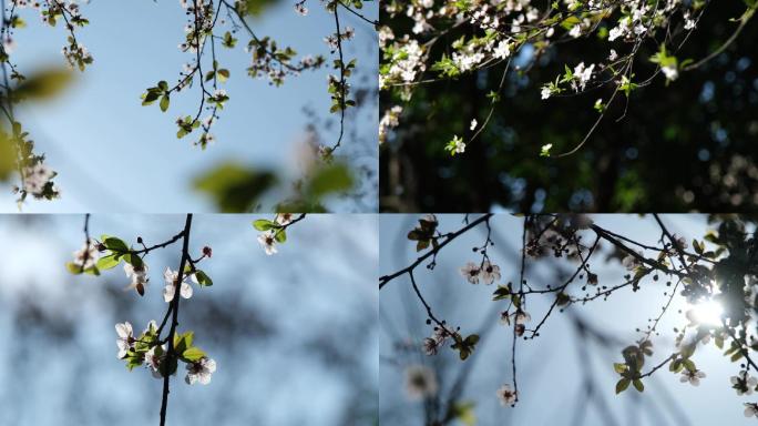 小清新春天阳光灿烂花朵