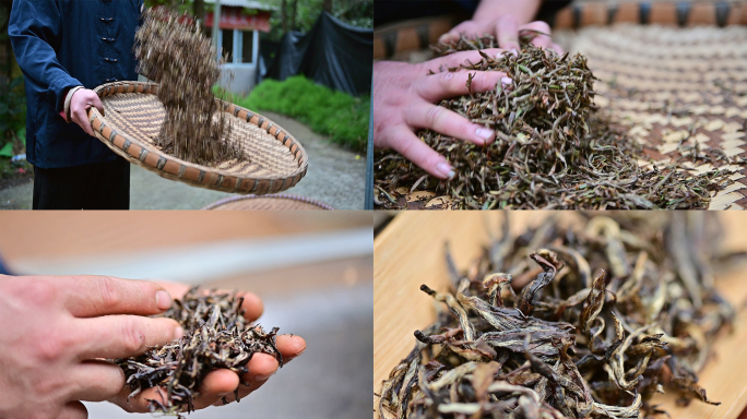手工制作红茶传统工艺加工茶叶