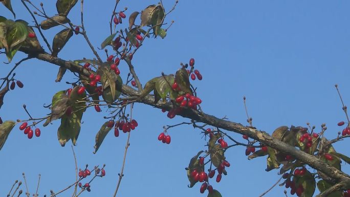 山茱萸