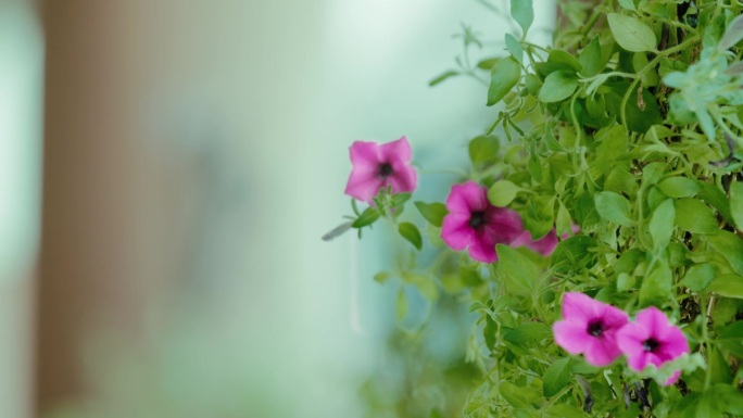 牵牛花喇叭花春季新春春意空境