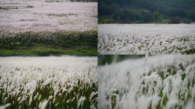 4k春季田野乡村白茅草