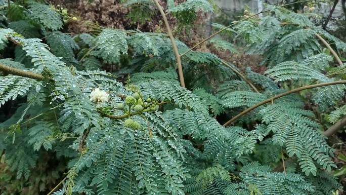 深圳宝安铁仔山公园下雨天不知名果实2