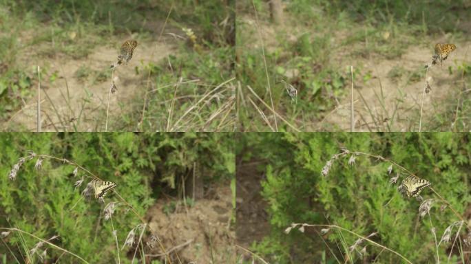 野外绿地蝴蝶特写逐渐飞走