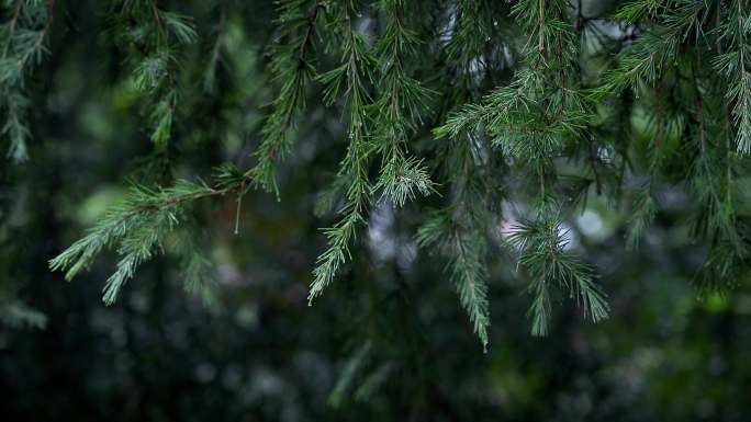 春天的雪杉树长新枝芽