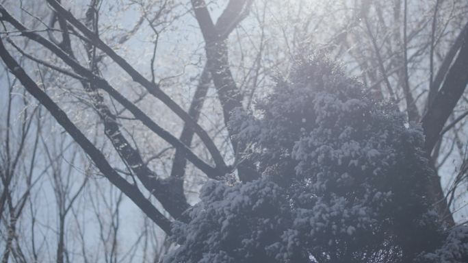 冬日松树树挂阳光景色 4K高码率升格视频