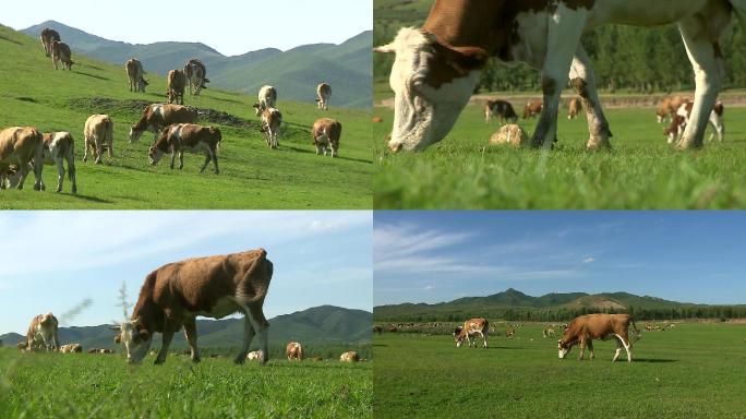 生态草原 牛群放牧